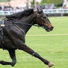 Royal Ascot paardenraces